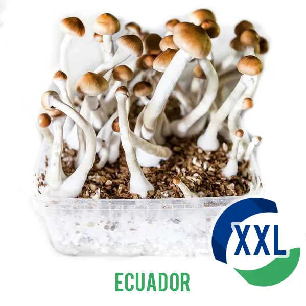 Buy Ecuador XL Mycelium box (2100 ML) UK